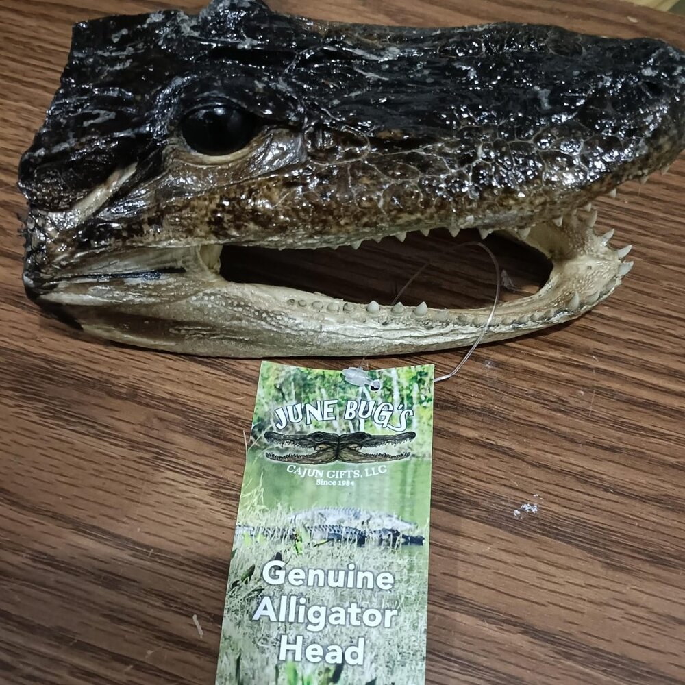 Real Genuine American Alligator Head - 5.5 inches - 6.5 inches (6.5 Inches)